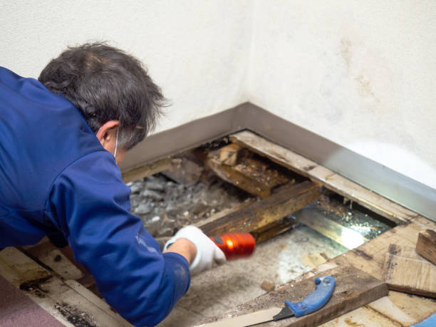 Best Commercial Mold Remediation in Spring Valley Lake, CA