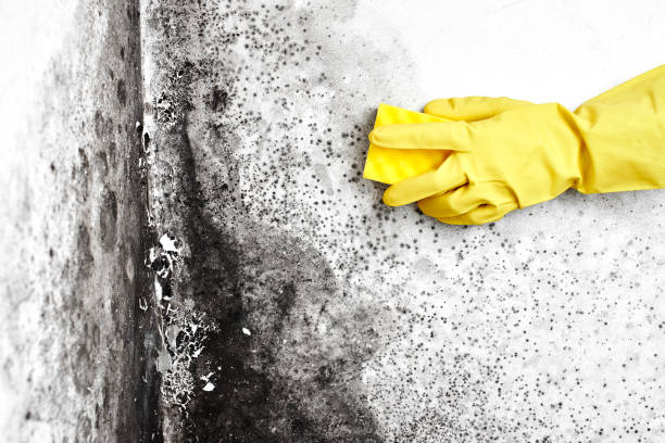 Best Bathroom Mold Remediation in Spring Valley Lake, CA