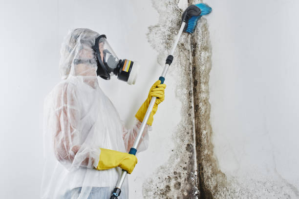 Best Localized Mold Remediation (e.g., coastal areas, humid climates) in Spring Valley Lake, CA