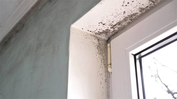 Best Mold Testing and Inspection Services in Spring Valley Lake, CA