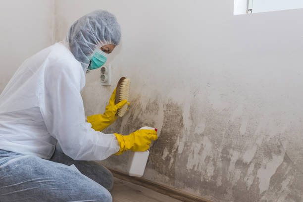 Best Post-Flood Mold Remediation in Spring Valley Lake, CA