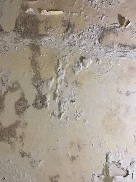 Best Crawl Space Mold Remediation in Spring Valley Lake, CA