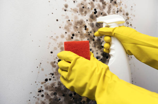 Best DIY Mold Remediation Support Services in Spring Valley Lake, CA