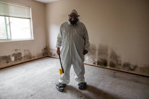 Professional Mold Remediation in Spring Valley Lake, CA
