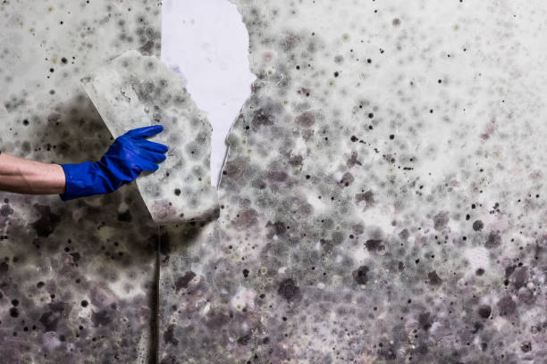 Best HVAC Mold Remediation in Spring Valley Lake, CA